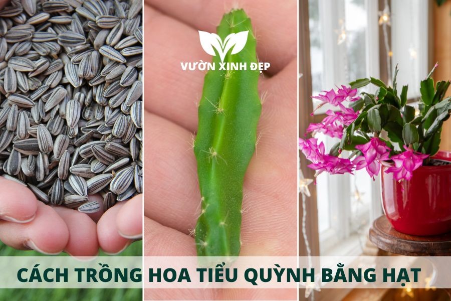 Hình ảnh hạt giống lan càng cua sau khi gieo