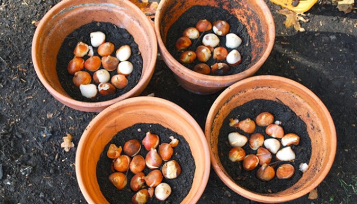 Độ ẩm đất phù hợp cho hoa tulip