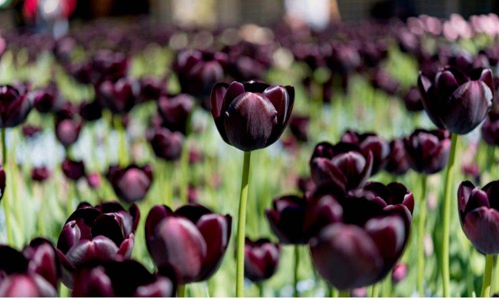 Hoa tulip đen - Biểu tượng độc đáo, cách trồng hoa tulip chơi tết