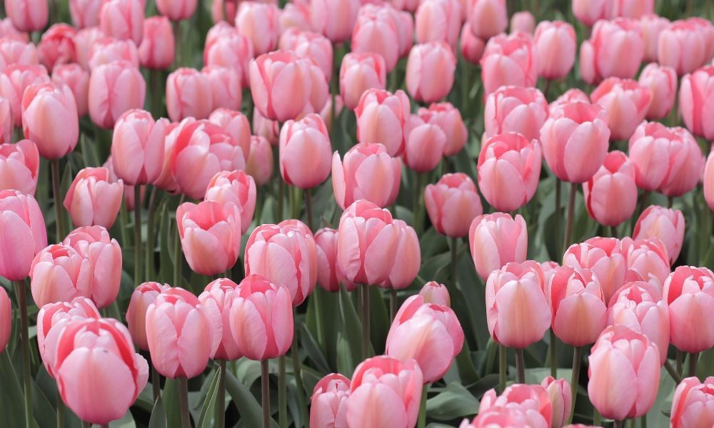Ánh sáng lý tưởng cho cây hoa tulip, lưu ý khi trồng hoa tulip chơi tết