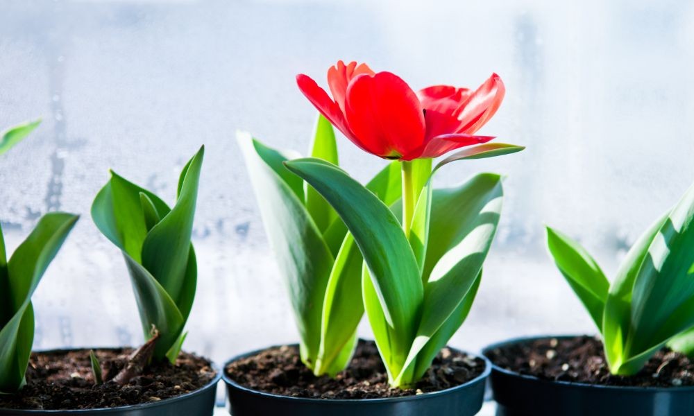 Lựa chọn chậu phù hợp khi trồng hoa tulip chơi tết tại nhà