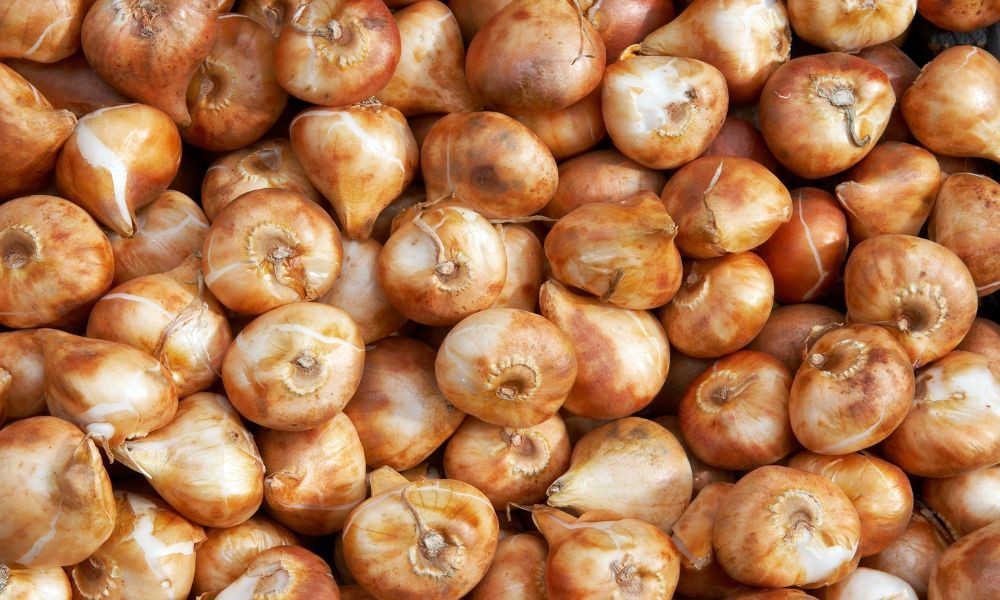 Cách chọn củ giống khỏe mạnh cho phương pháp trồng hoa tulip chơi tết