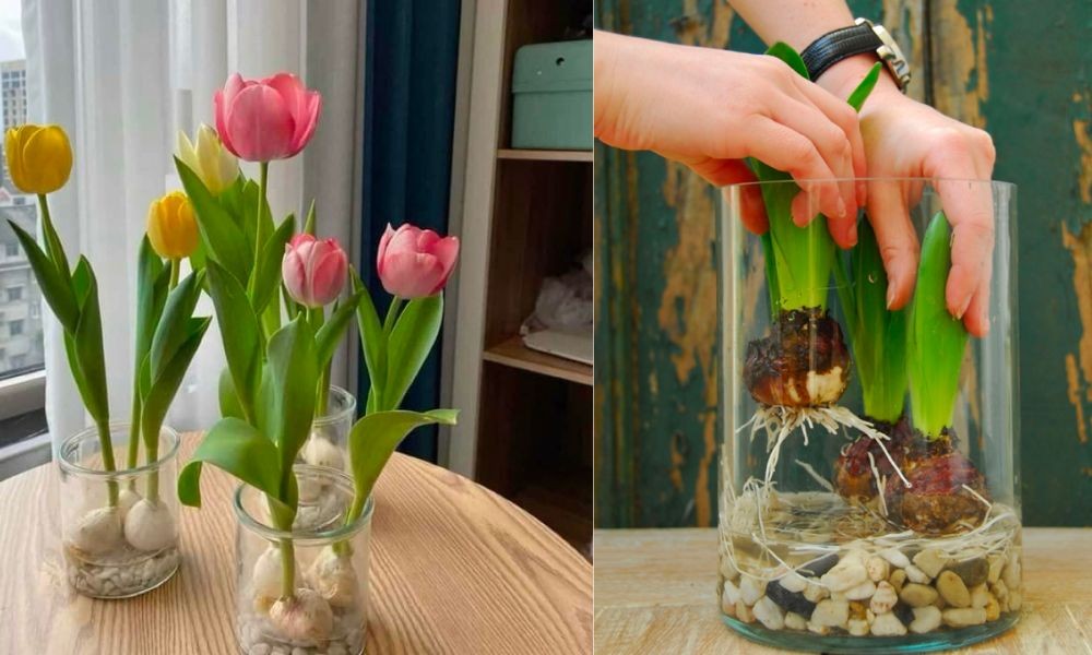 Hướng dẫn cách trồng hoa tulip chơi tết theo phương pháp thủy canh