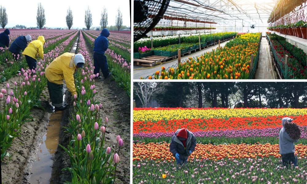 Thời điểm thu hoạch phù hợp khi trồng hoa tulip chơi tết