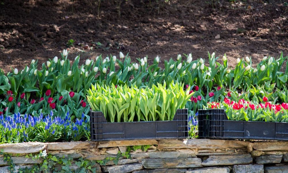 Kỹ thuật bón phân thúc cho hoa tulip phát triển tốt, nở hoa đúng tết