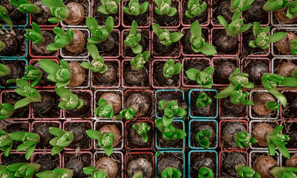 Giữ chậu hoa tulip ở vị trí có đủ ánh sáng giúp cây phát triển