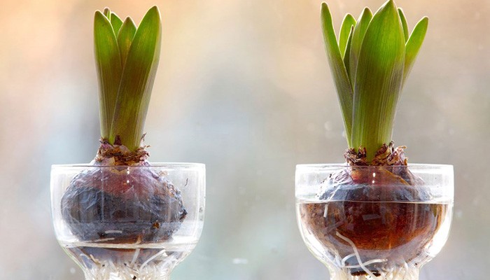 Hướng dẫn cách trồng hoa tulip trong nước