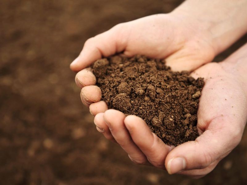 Giá thể và khay ươm chuẩn bị gieo hạt hương thảo