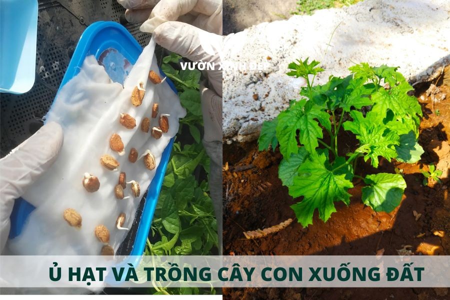 Hình ảnh minh họa cách gieo hạt khổ qua