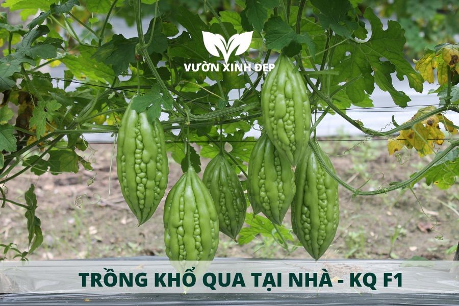 Mô hình trồng khổ qua lai F1 tại nhà với giàn leo