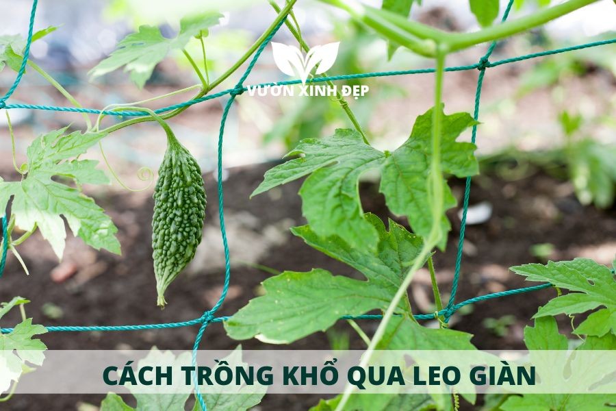 Cây khổ qua đang leo trên giàn