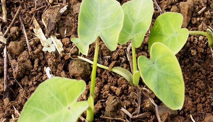Các bước trồng khoai sọ đơn giản hiệu quả