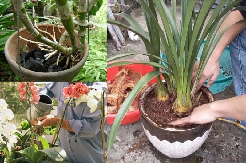 Cách trồng lại địa lan sau tết trong chậu mới