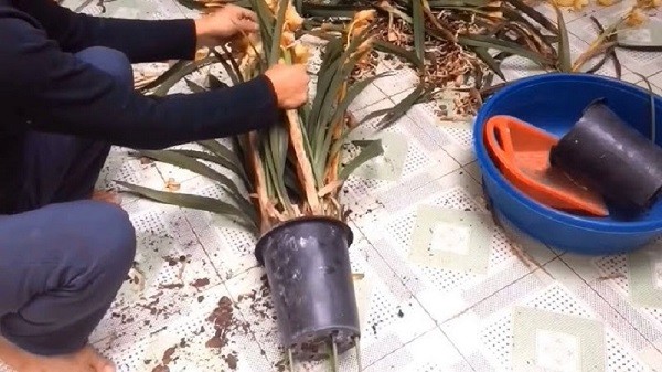 Trồng địa lan vào chậu mới đúng kỹ thuật