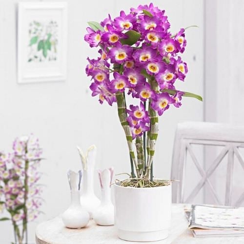 Chậu lan dendro xuân nhỏ phù hợp trang trí bàn làm việc hoặc không gian sống