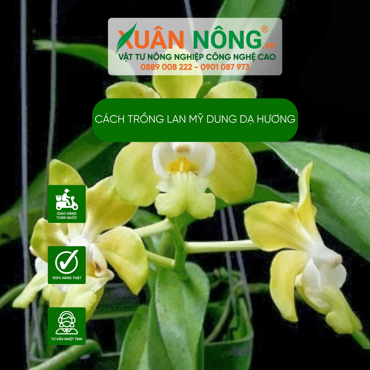 Lan Mỹ Dung Dạ Hương (Dendrobium nobile) đang ra hoa rực rỡ