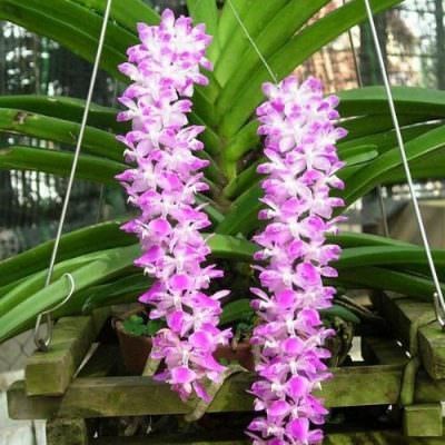 Chùm hoa lan đuôi cáo màu trắng tím đẹp mắt rủ xuống