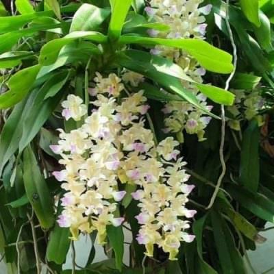 Lan giáng hương ra hoa rực rỡ sau khi trồng đúng cách