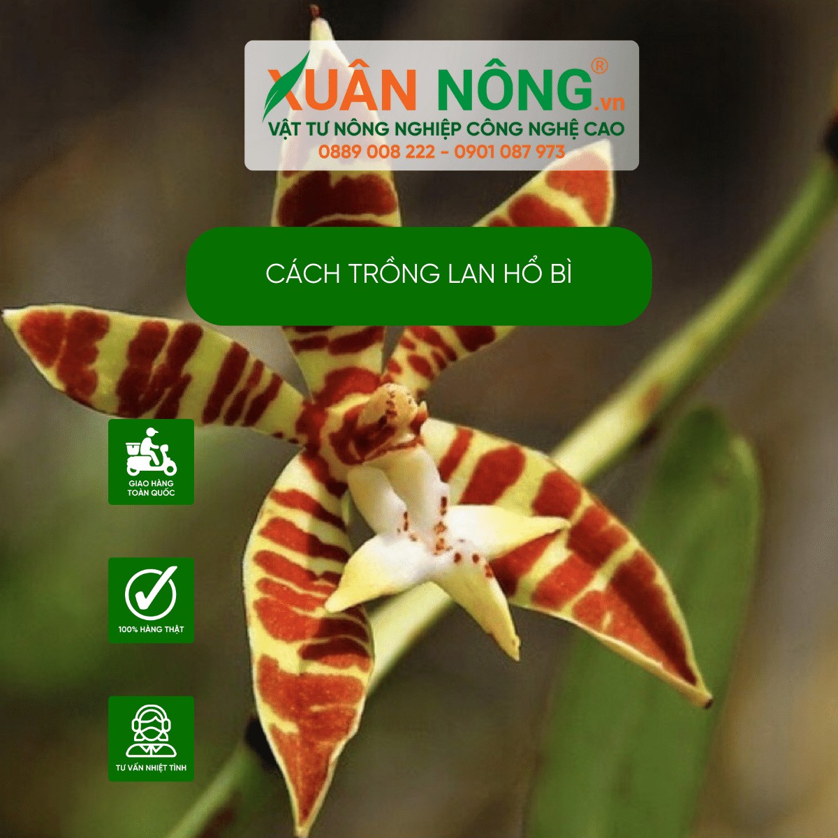 Cây lan Hổ Bì: Đặc điểm thân và lá