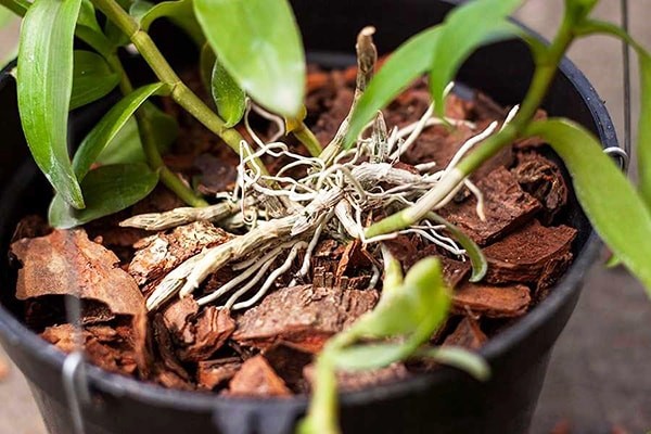 Rửa sạch vỏ thông trước khi trồng lan hồ điệp để loại bỏ muối khoáng