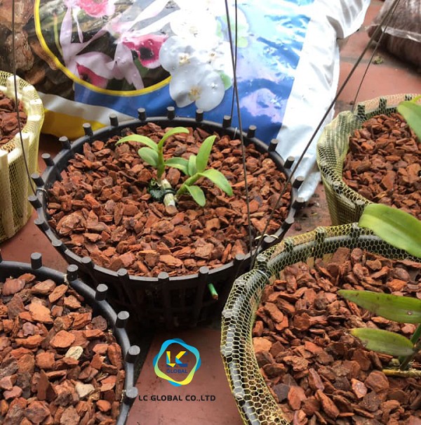 Chọn size vỏ thông phù hợp với kích thước chậu và cây lan hồ điệp