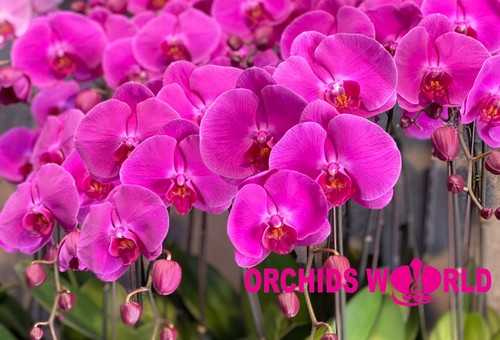 Cách trồng lan hồ điệp khi mới mua về đúng kỹ thuật
