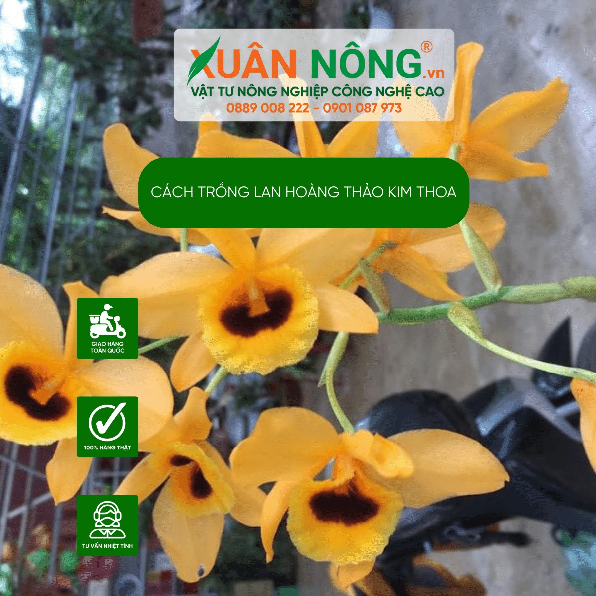 Các loại sâu bệnh thường gặp trên lan Hoàng Thảo Kim Thoa