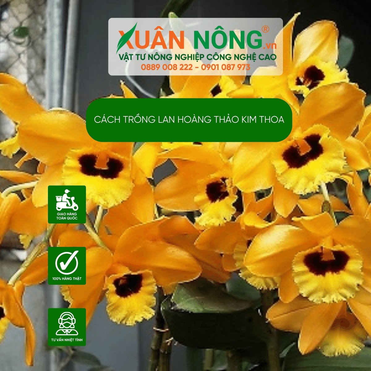 Chăm sóc lan kim thoa đúng cách giúp cây ra hoa đẹp