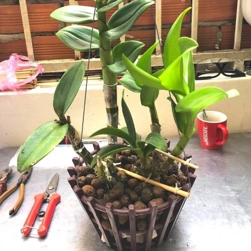 Các bước trồng phong lan đơn giản trong chậu tại nhà