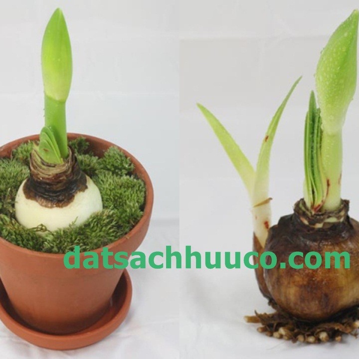Chậu hoa lan huệ tứ diện đang nở hoa, thể hiện 4 hướng hoa đặc trưng