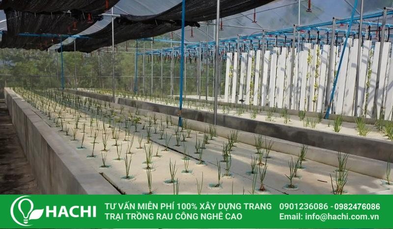 Tổng quan mô hình trồng lúa thủy canh công nghệ cao