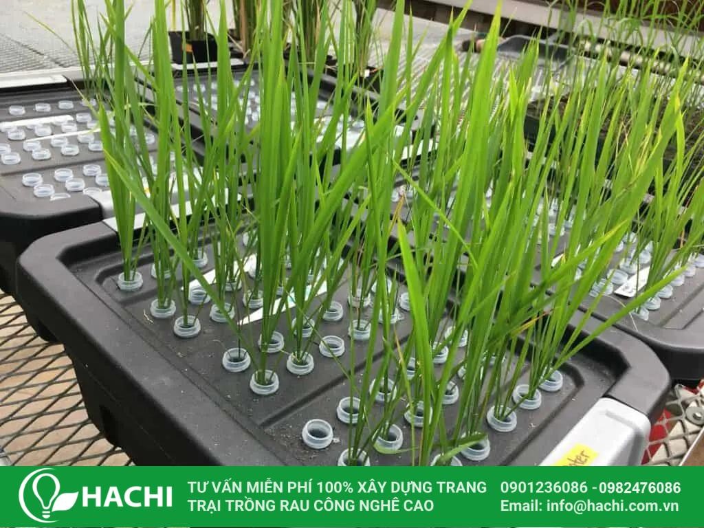 Trồng lúa trên hệ thống thủy canh hiện đại
