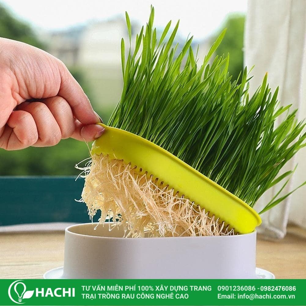 Cây lúa thủy canh phát triển tốt nhờ ánh sáng tự nhiên