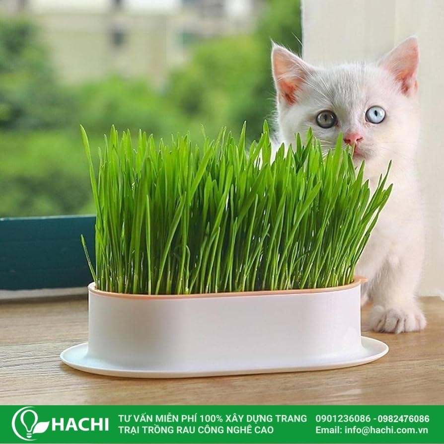 Trồng lúa thủy canh làm cảnh trang trí nội thất