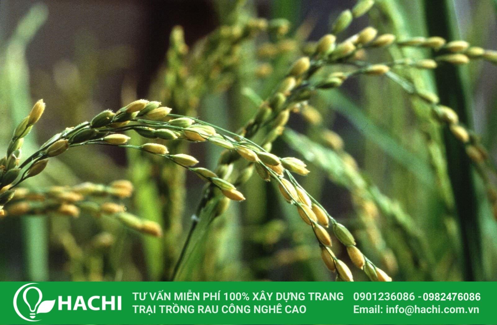 Mô hình trồng lúa thủy canh cho năng suất cao trong nông nghiệp