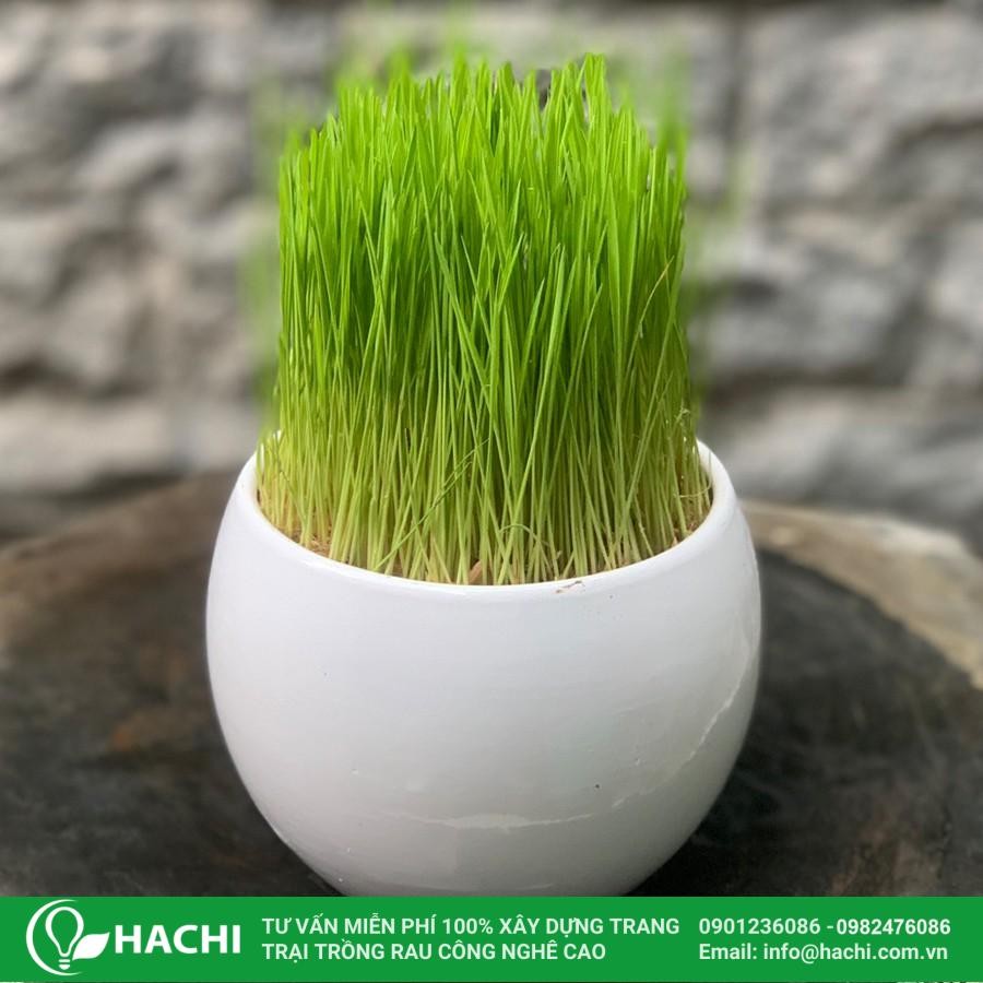 Cây mạ lúa non 5cm sẵn sàng cho việc trồng thủy canh