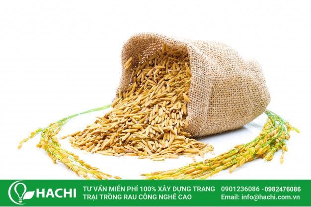 Chuẩn bị hạt giống cho phương pháp trồng lúa thủy canh