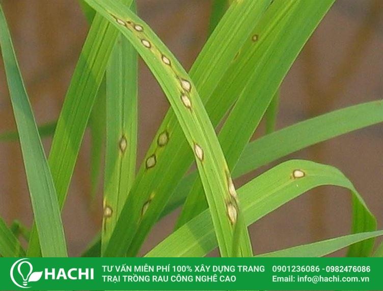 Phòng ngừa bệnh đạo ôn khi trồng lúa thủy canh