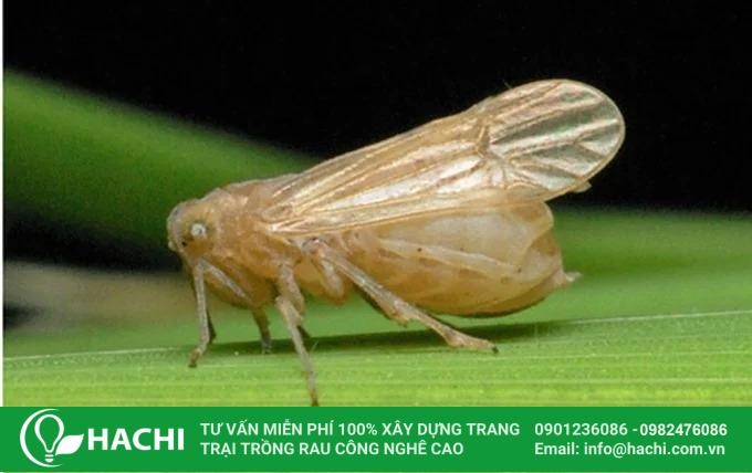 Sâu bệnh hại thường gặp: Rầy nâu trên cây lúa thủy canh