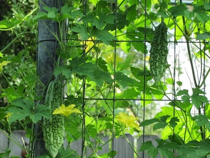 Giàn leo đơn giản cho cây mướp đắng trồng trong chậu