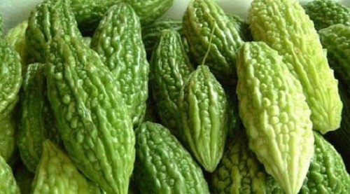Quả mướp đắng đang phát triển trên giàn trong chậu trồng tại nhà