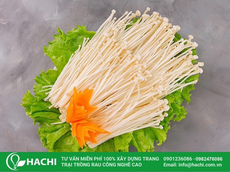 Hình ảnh minh họa cách ngâm bộ dụng cụ trồng nấm kim châm thủy canh tại nhà