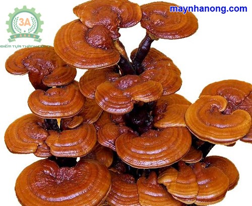 Hình ảnh nấm linh chi được trồng trên bã mía