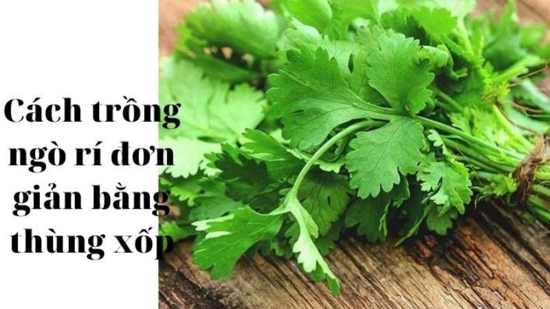 Hình ảnh minh họa cách trồng ngò rí trong thùng xốp tại nhà