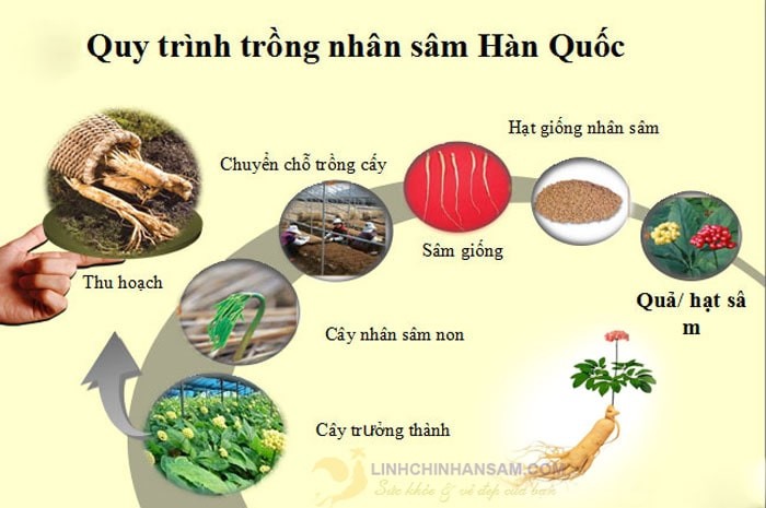 Chọn đất và hạt giống để trồng nhân sâm Hàn Quốc