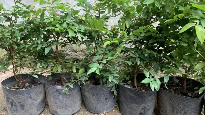 Người làm vườn chọn hạt giống nho thân gỗ chín già để gieo trồng
