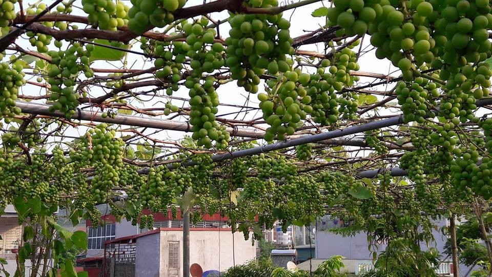 Người phụ nữ tưới nước cho cây nho con trong chậu đặt trên ban công