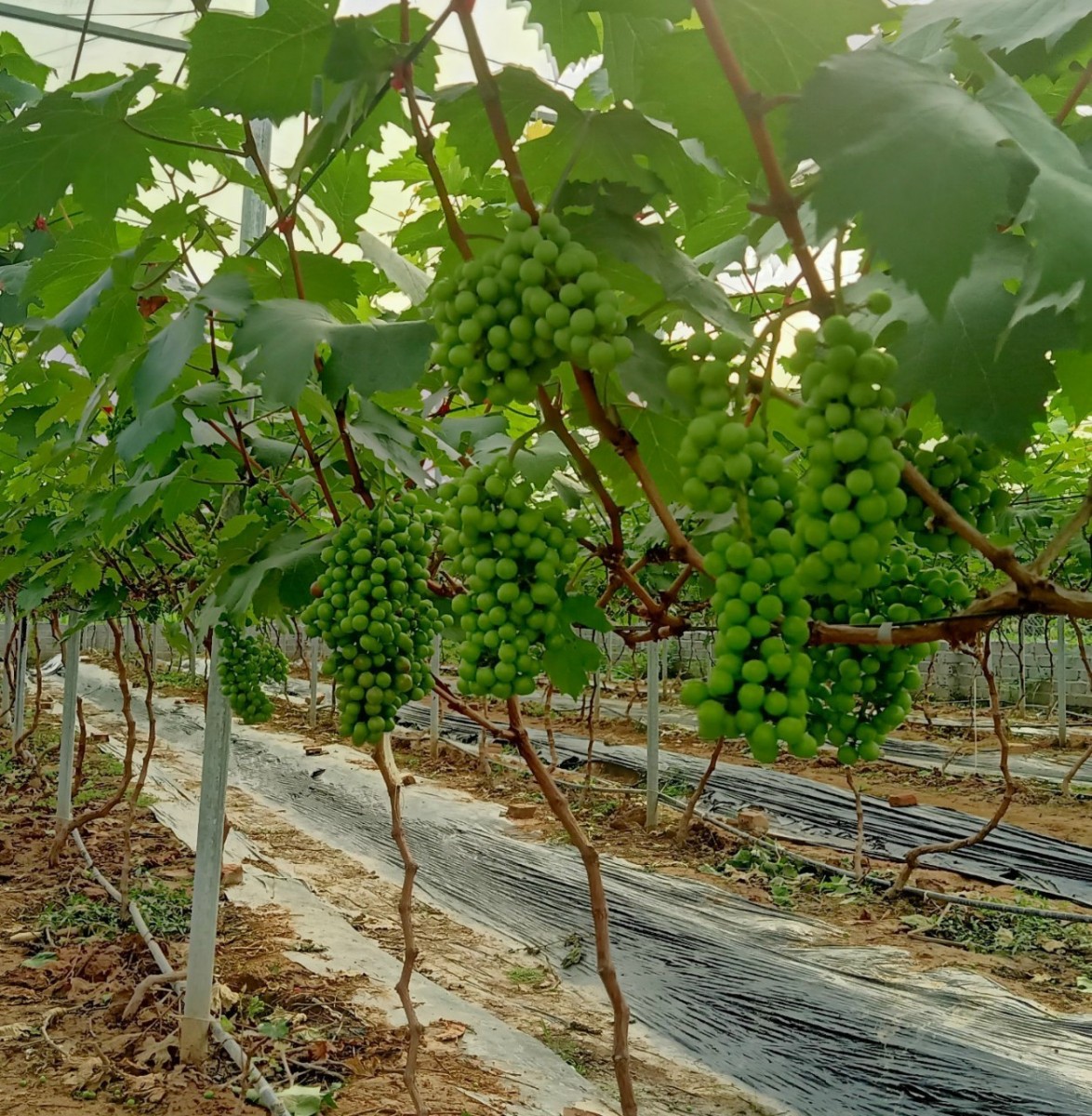 Chùm nho đỏ đang chín mọng trên cành