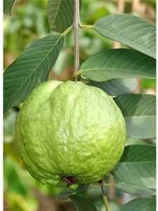 Cây ổi Nữ Hoàng giống