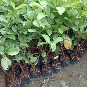 Ổi Nữ Hoàng đã được nhân giống